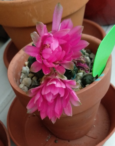 Gymnocalycium 3.jpeg